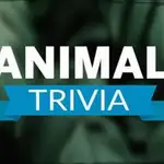 animal trivia